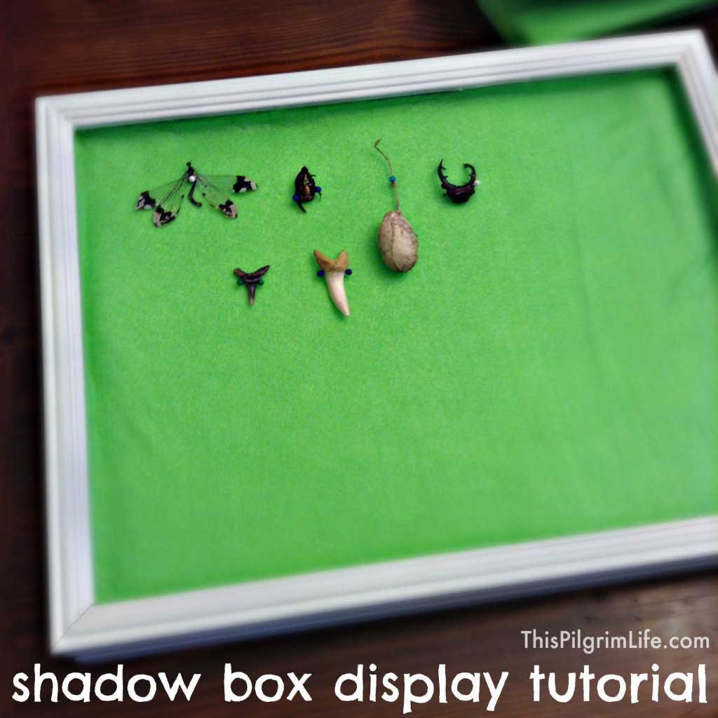Get the bugs and outdoor treasures off the floor and counters and bookshelves! Follow this simple tutorial to turn a shadow box into a display for nature finds!