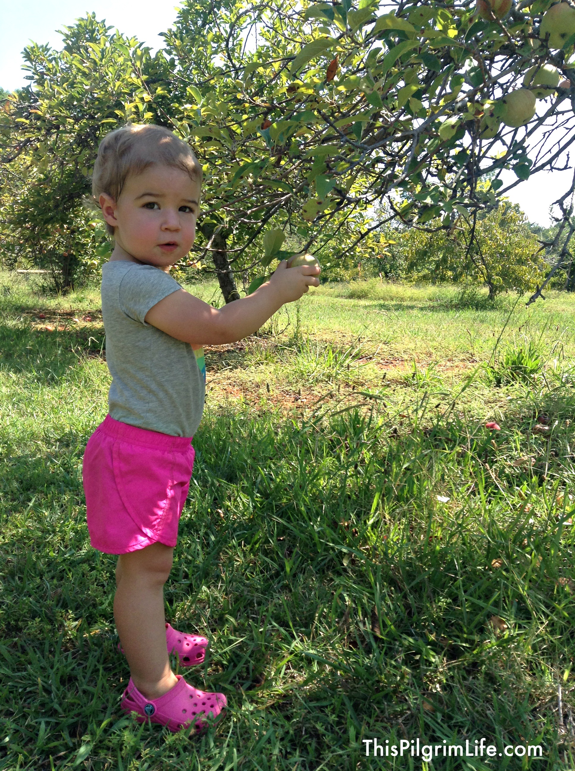"Kids in the Kitchen" extends to apple orchards too!