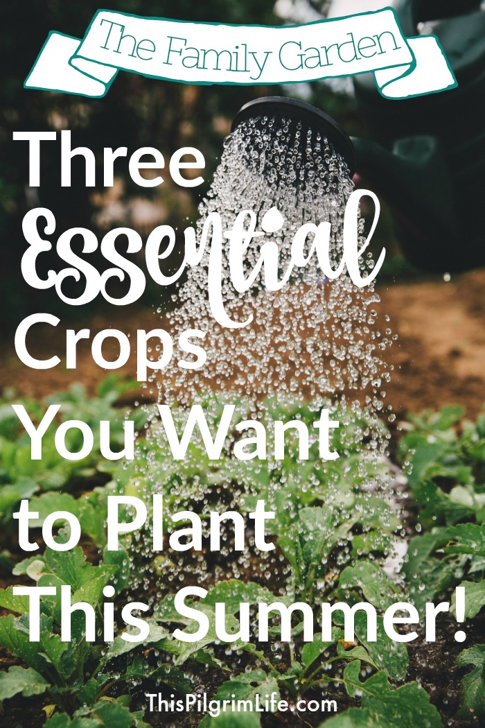 Are you planting a garden this summer? Even if you keep your garden small, you definitely want to include these three essential summer crops!
