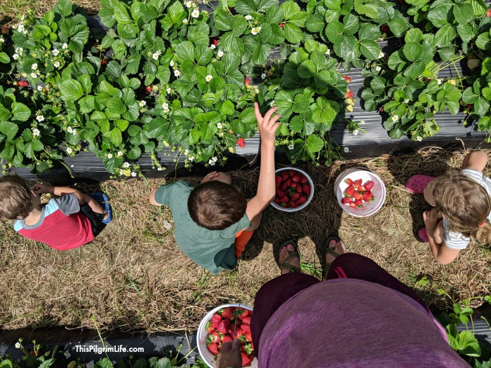 strawberry picking 2018