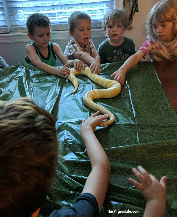 Reptile fans will love this fun reptile birthday party! A cool DIY snake cake, a reptile obstacle course that led to a den of (stuffed snakes), and a hands-on snake and lizard experience were a few of the highlights from the party. 