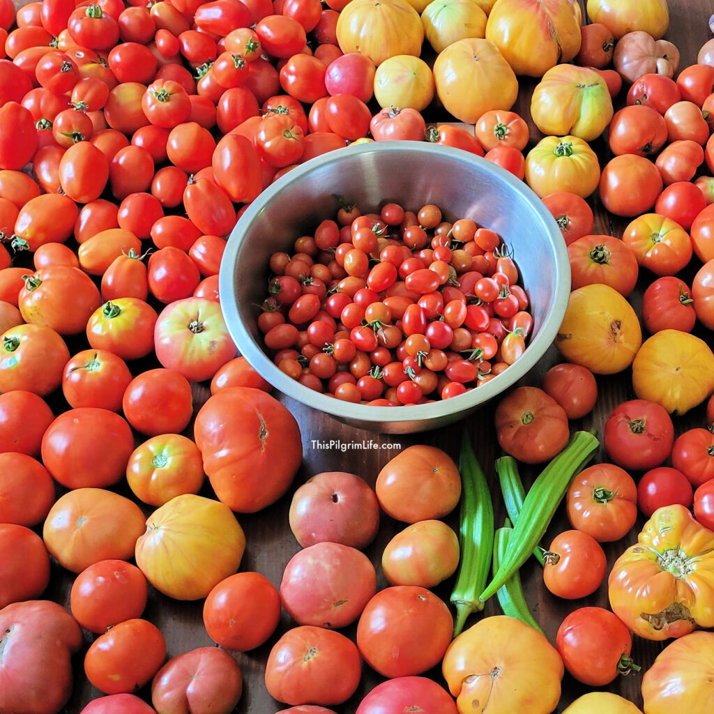 beautiful summer tomatoes! 